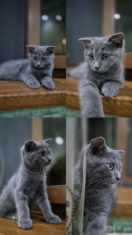 Продаются котята! 1 Продаются котята! 1