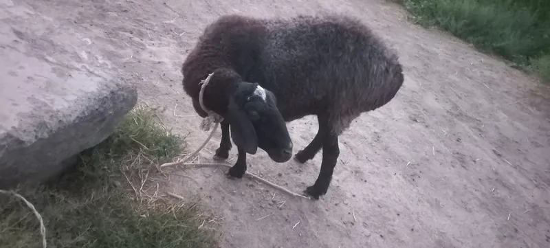 Buĝoz qoy sotladi 1