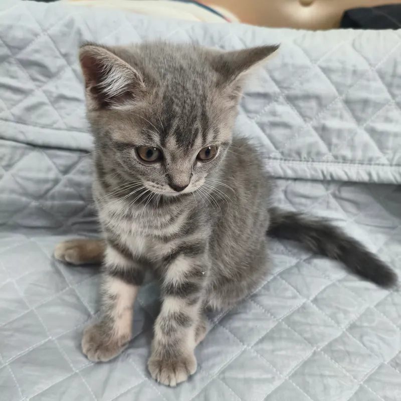 Котята Скоттиш страйт и Скоттиш фолд — фото 3