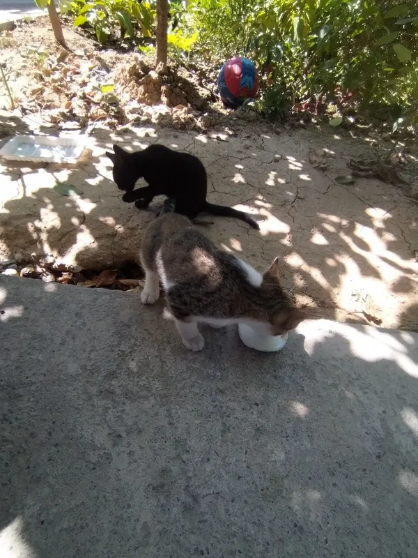 Mushukla 3 oylik qiz bola 2 Mushukla 3 oylik qiz bola 2