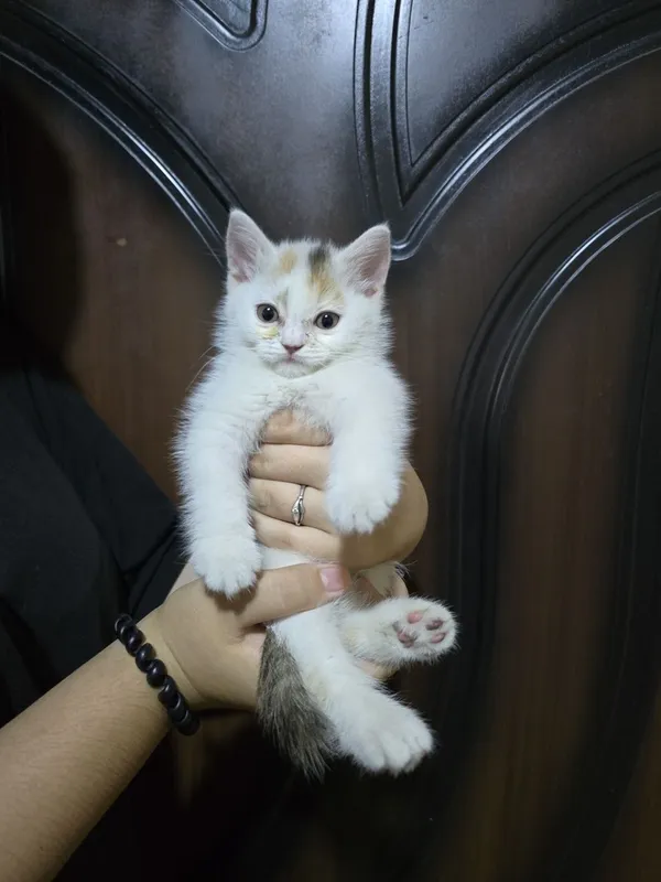 Продам котят 2месяца 4