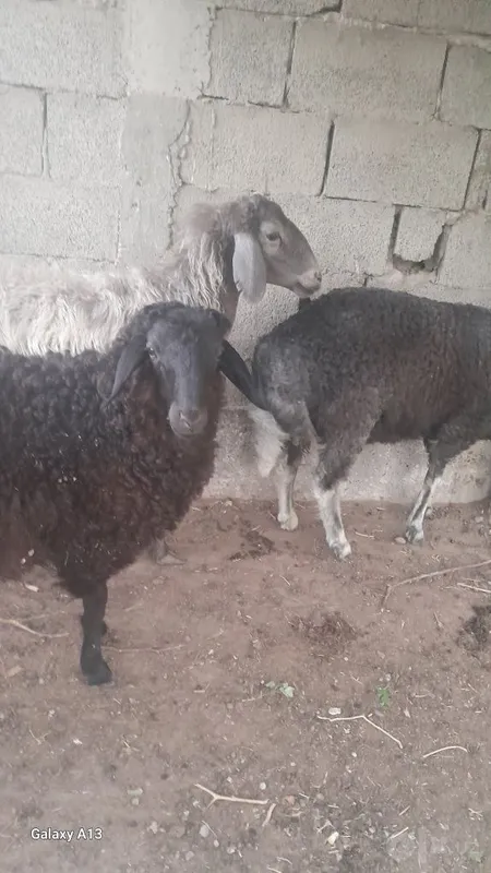 Zotli ona bola qo'y sotiladi bolasi 2ta 4 Zotli ona bola qo'y sotiladi bolasi 2ta 4