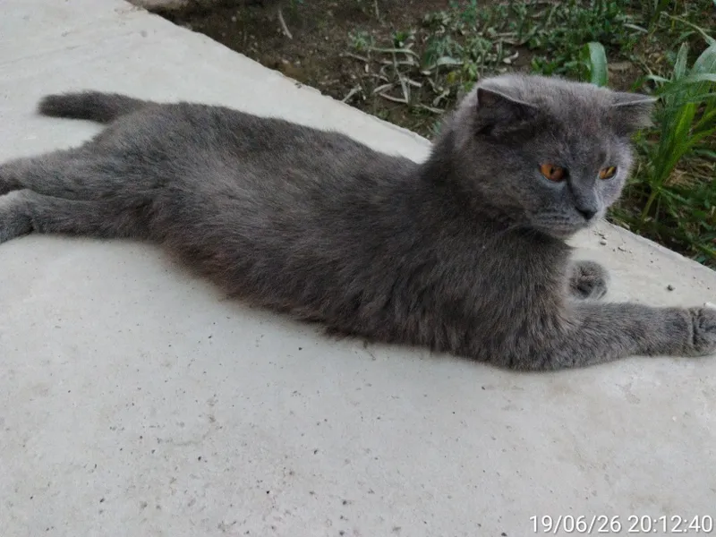 Scottish fold zotli mushuk 2