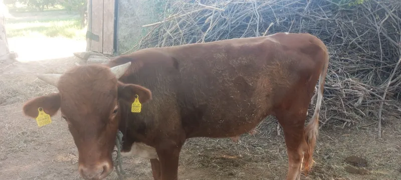 22 milyona sotiladi qishloq moli