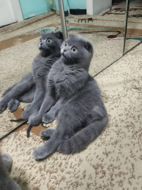 шотландский тоза зот 1
