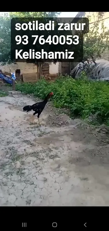 Xuroz sotiladi yosh
