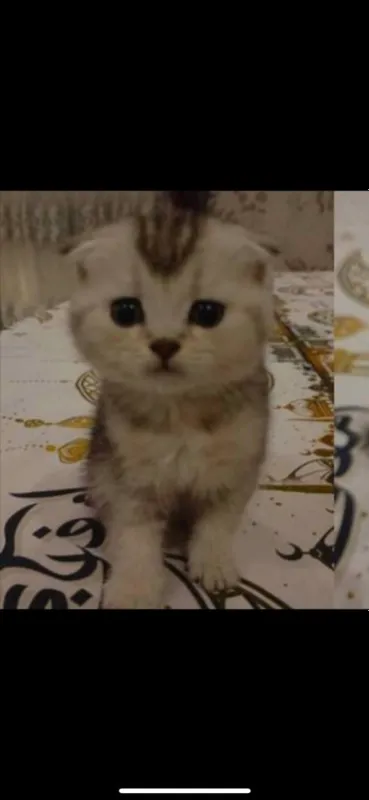 Shinshilla