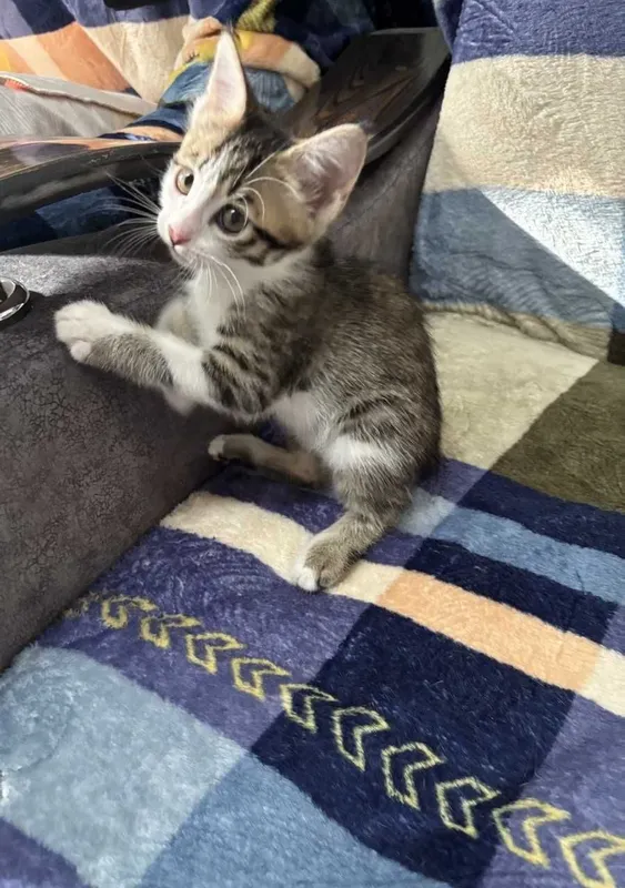 Котята в добрые руки 3 Котята в добрые руки 3