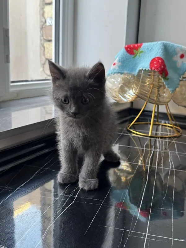 Mushuklarimiz sotuvda British Shorthair 6 Mushuklarimiz sotuvda British Shorthair 6