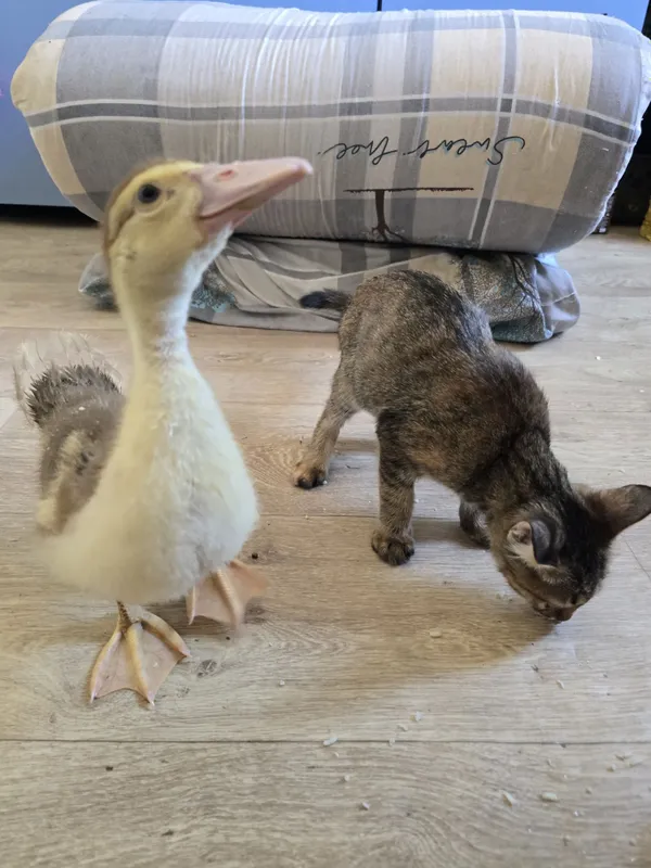 Есть уточки 2 шт продам не дорого!!! — фото 1