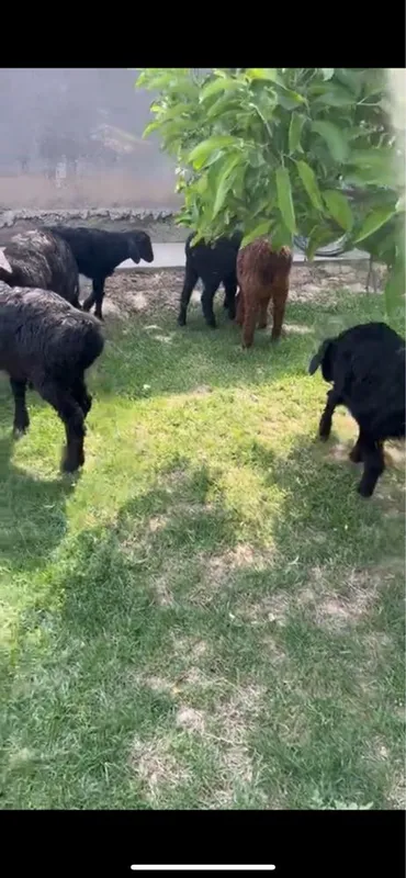 Husori qozichoqla sotiladi