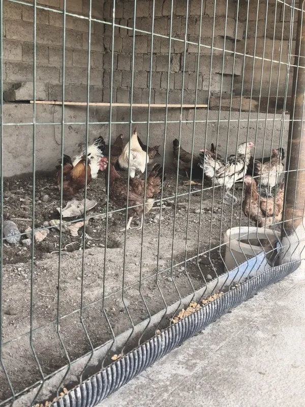 Tovuq sotiladi damashni 3 Tovuq sotiladi damashni 3