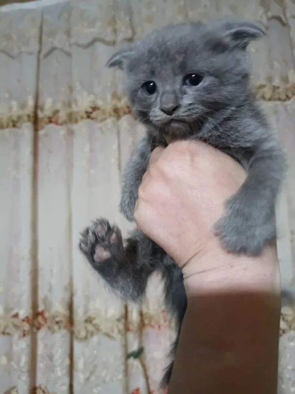 Котята в добрые руки 1