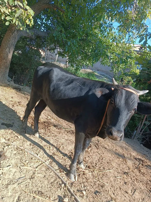 Gunajin soglom uyda boqilgan 1