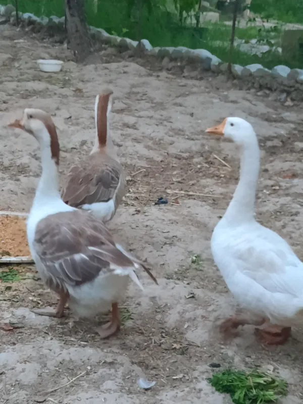 G'ozlar sotiladi 1
