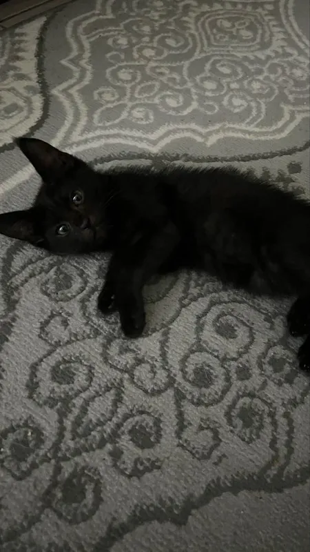 Котенок продается 2 Котенок продается 2