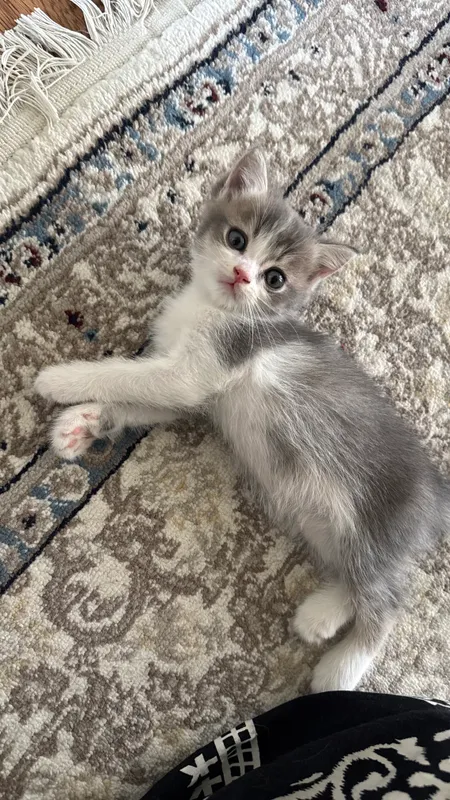 Котята продаются 3