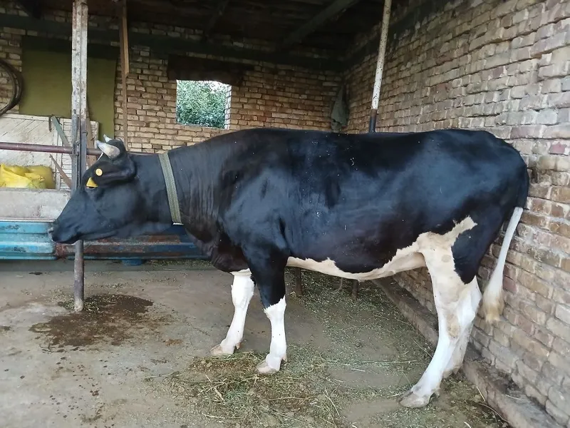 Gʻunajin sotiladi 2