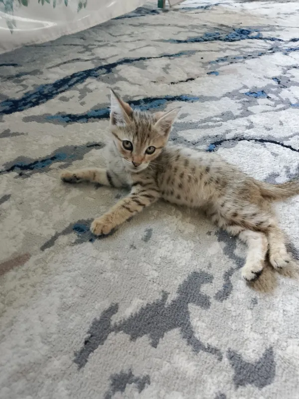 mushukchalar hadyaga beraman mehribon qullarga 2