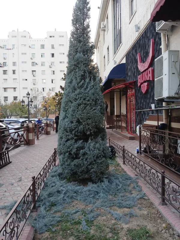 стрижка елок и деревьев — фото 1