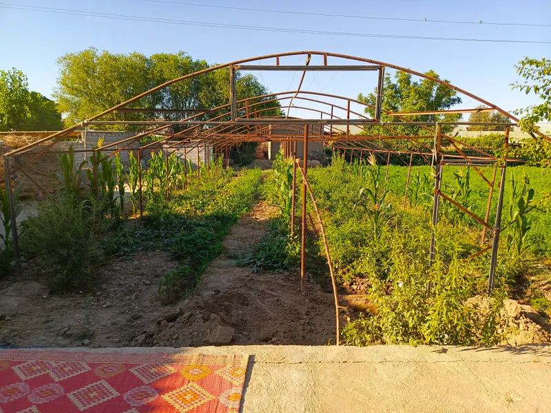 Теплица 2 сотки, 11 арок, 25x8 м, с железным каркасом 1