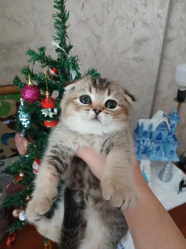 прдаю шиншил котят