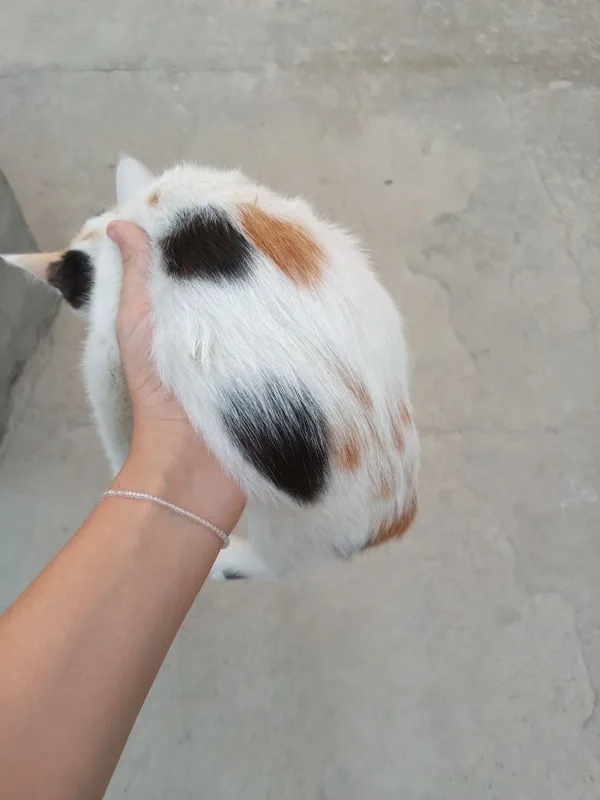 Котенок отдам в добрые руки 1 Котенок отдам в добрые руки 1