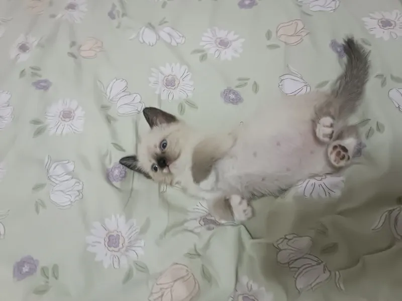 Продам Тайский+сиамский котёнок ко