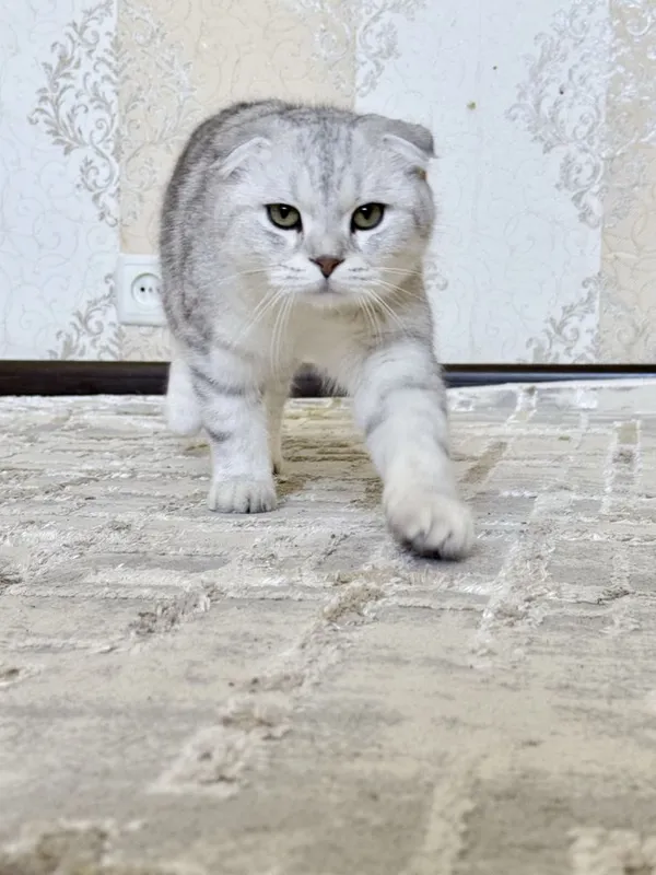 Продаетс Скотиш фольд — фото 1