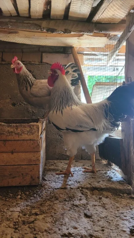 Adler tuxumlari joja ochirish uchun toza qon