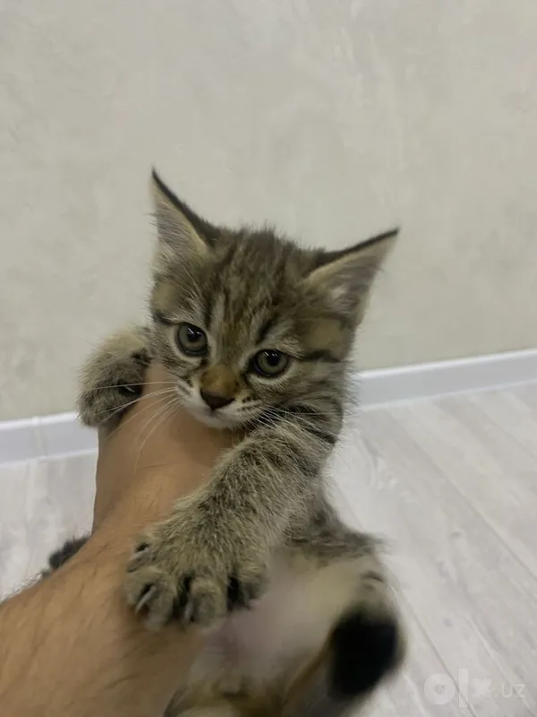 В хорошие руки котенка 1 месячнего 1 В хорошие руки котенка 1 месячнего 1