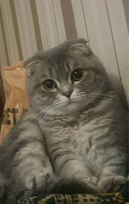 Продаются милые шотландские котята — фото 6