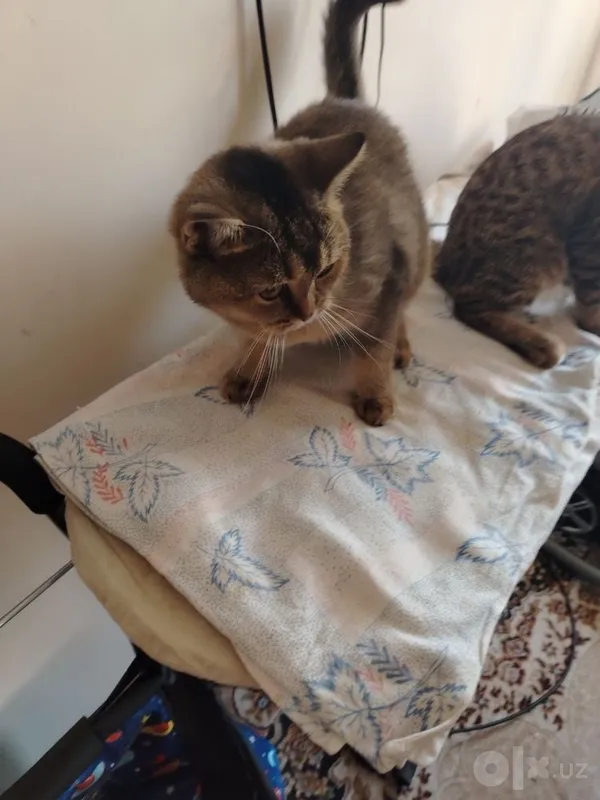 Продаются кошки 2 Продаются кошки 2