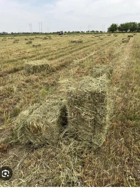 Хашак пресс сотилади