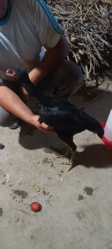 dakan jojalar sotiladi tozza dakan 2 dakan jojalar sotiladi tozza dakan 2