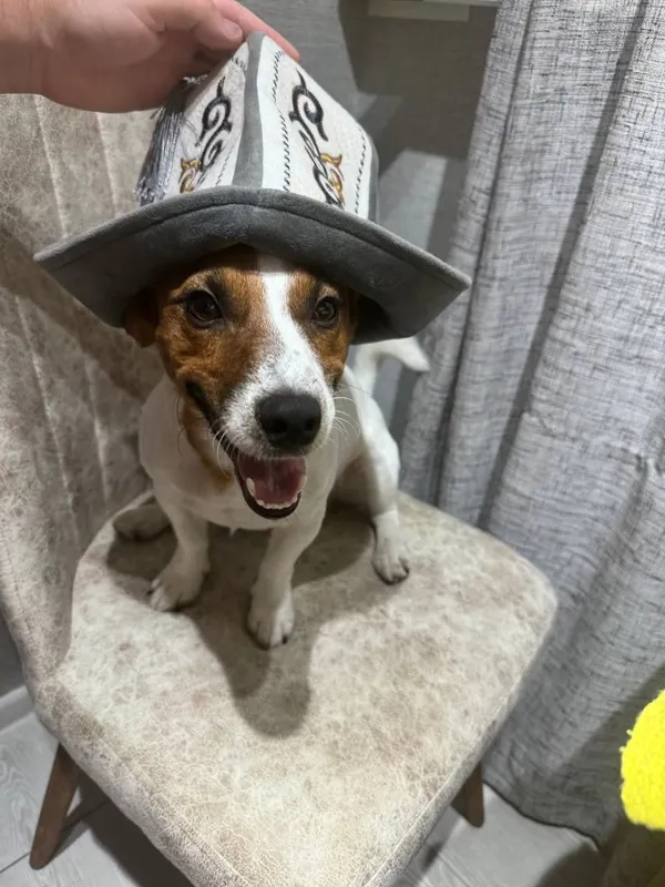 Вязка Jack Russell — Ташкент 2 Вязка Jack Russell — Ташкент 2