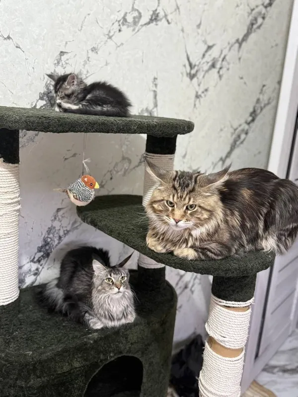 Элитные котята Maine Coon от чистокровных родителей 2