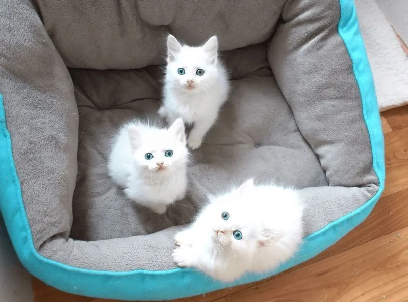 Котята турецкой ангоры 3 Котята турецкой ангоры 3