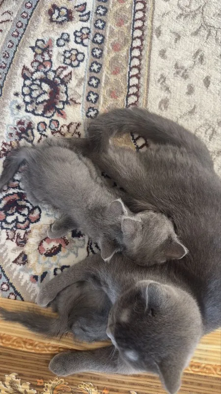 Scottish. Fold 2 4 Scottish. Fold 2 4