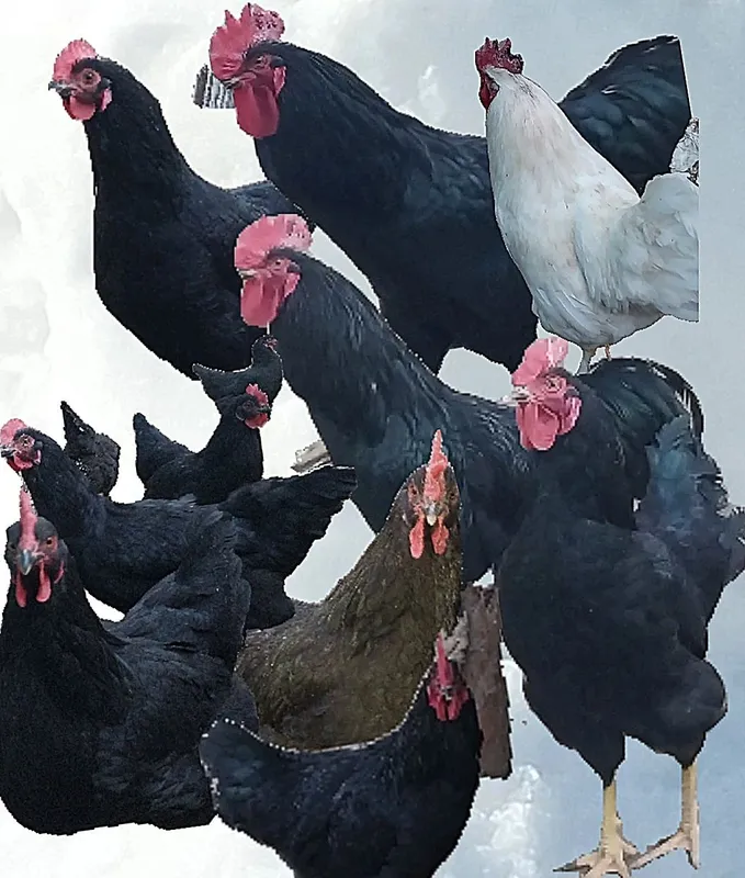 Qora shagʻzoda parrandalari tuxumga zakas olamz