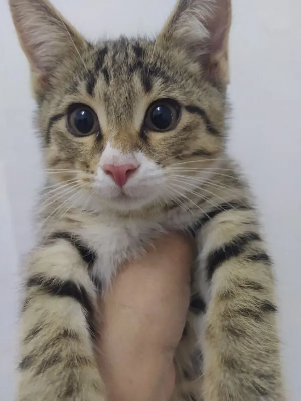 Котята ищут дом и любящих хозяев 1 Котята ищут дом и любящих хозяев 1