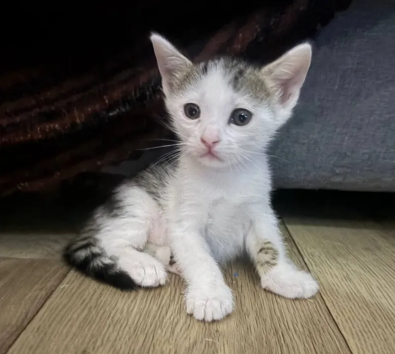 Котята в добрые руки 5