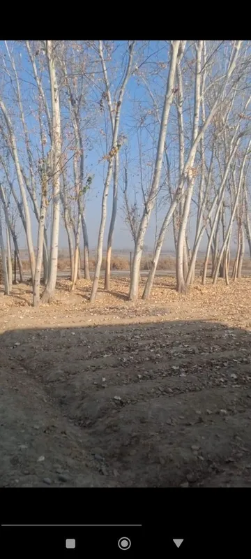 Koʻk teraklar sotiladi narxi kelishilgan holda — фото 1