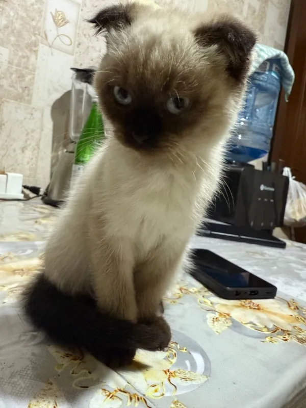Продается котята — фото 3