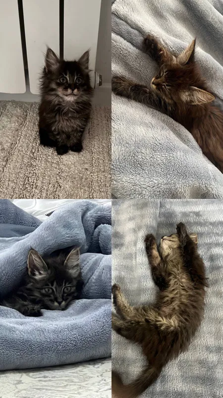 Котенок