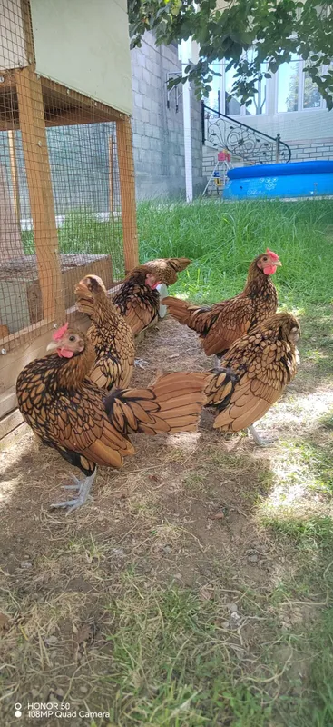 Sibrayt tovuqlar 2 Sibrayt tovuqlar 2