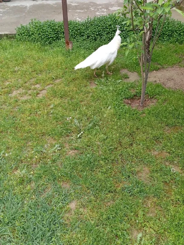 Oq tovus tovuq sotiladi