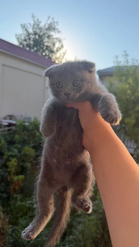 Продаются котята 1 Продаются котята 1