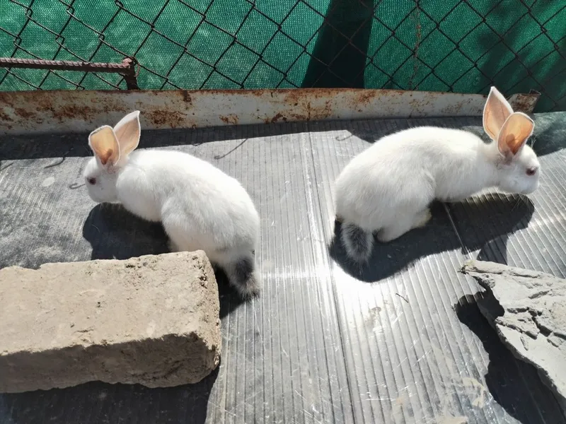 Quyonlar, 2 oyli