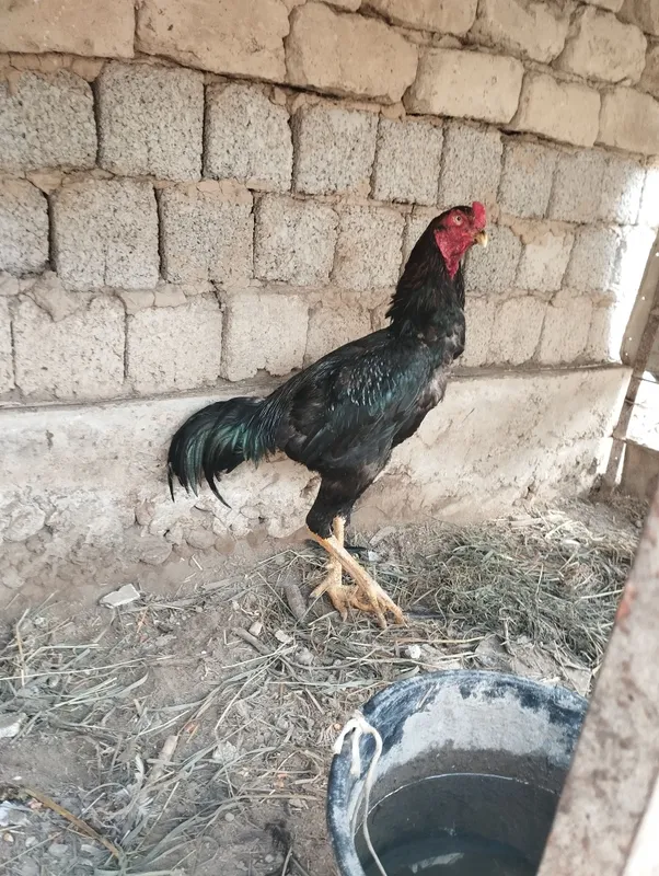 dakan horoz sotiladi turka karis qoshilgan